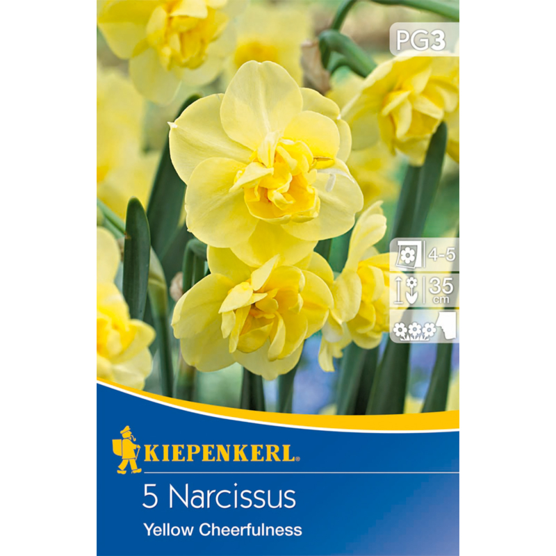 kiepenkerl yellow cheerfulness nárcisz virághagymák