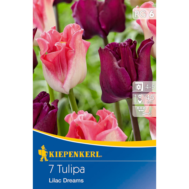 kiepenkerl lilac dreams vegyes korona tulipán hagymák
