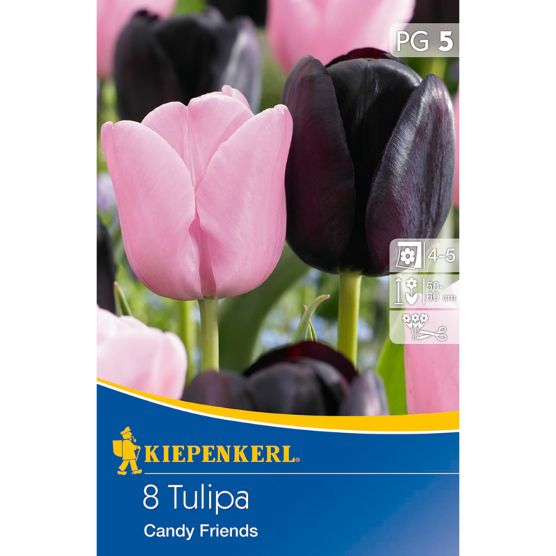 kiepenkerl candy friends tulipán virághagymák