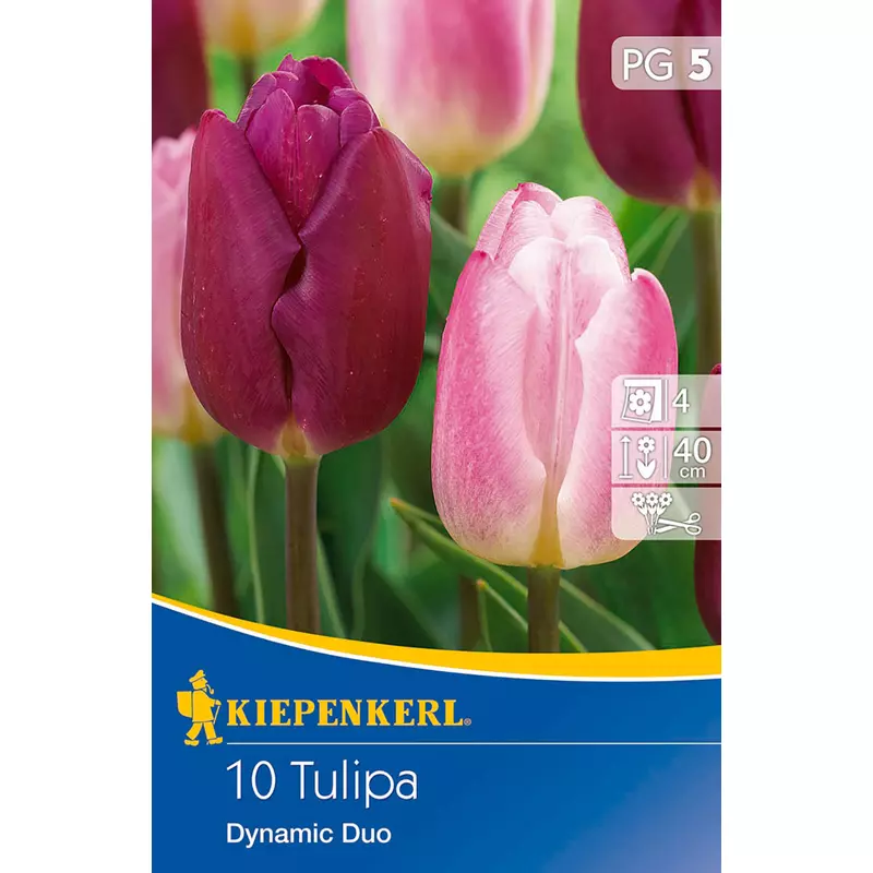 kiepenkerl dynamic duo tulipán virághagymák