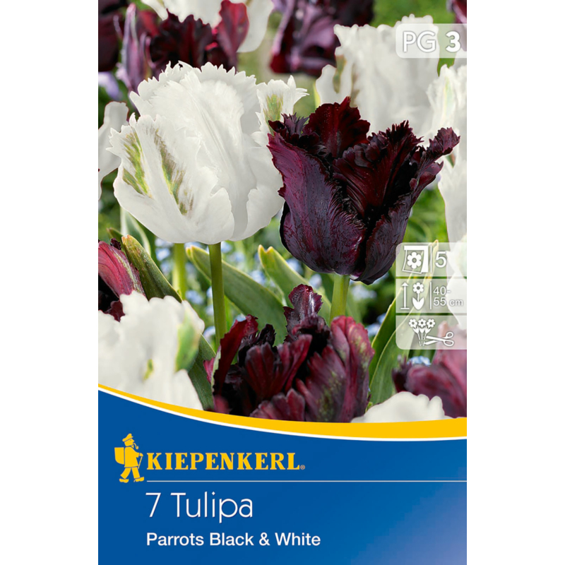 kiepenkerl parrots black and white tulipán virághagymák