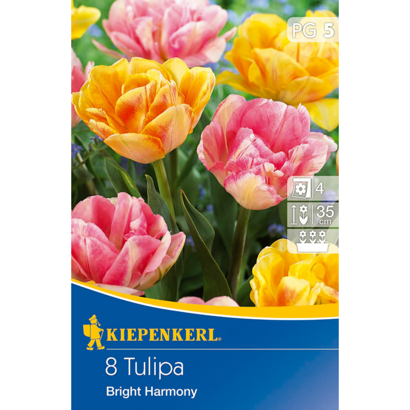 kiepenkerl bright harmony tulipán virághagymák