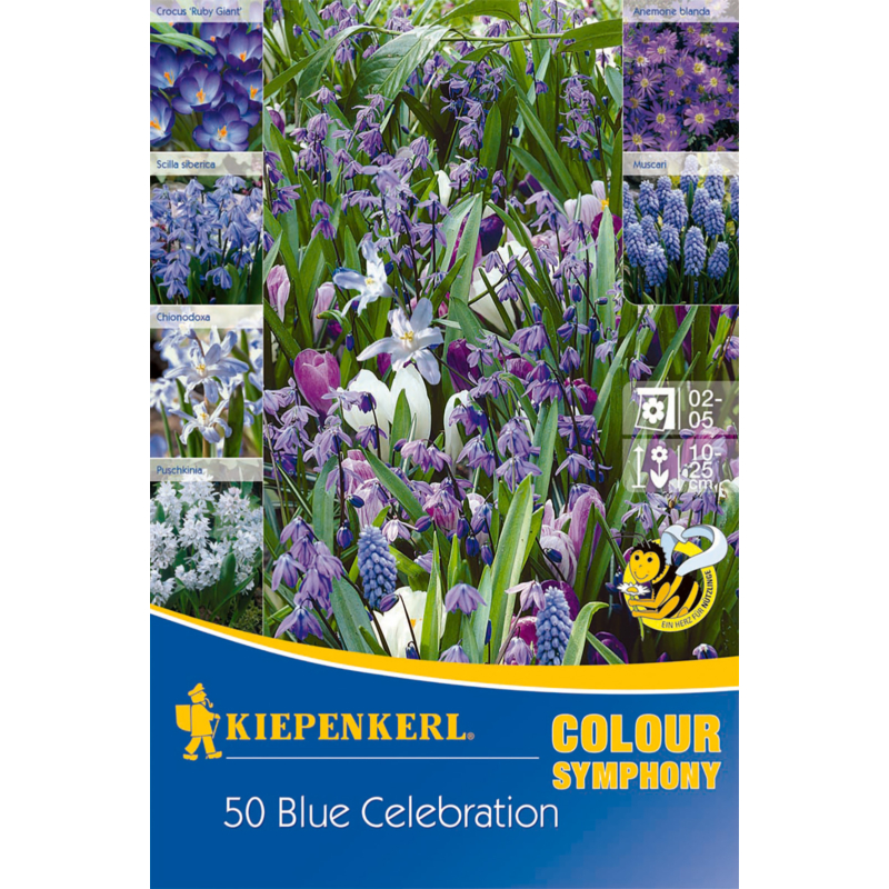 kiepenkerl blue celebration virághagyma összeállítás