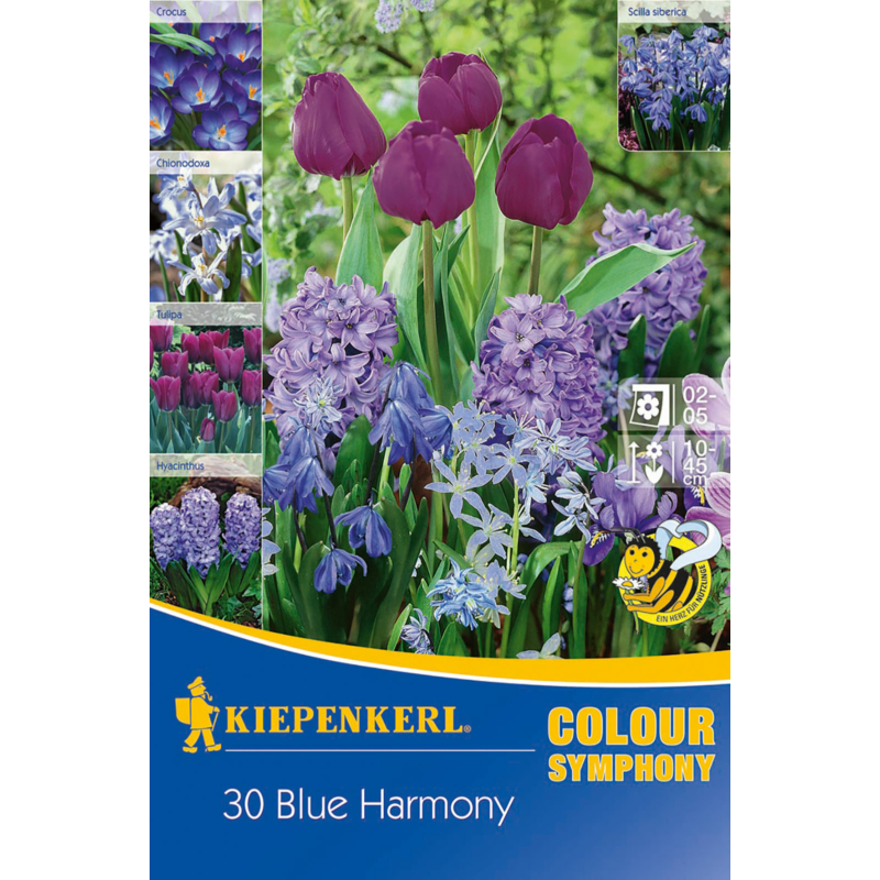 kiepenkerl color symphonie blue harmony virághagyma összeállítás
