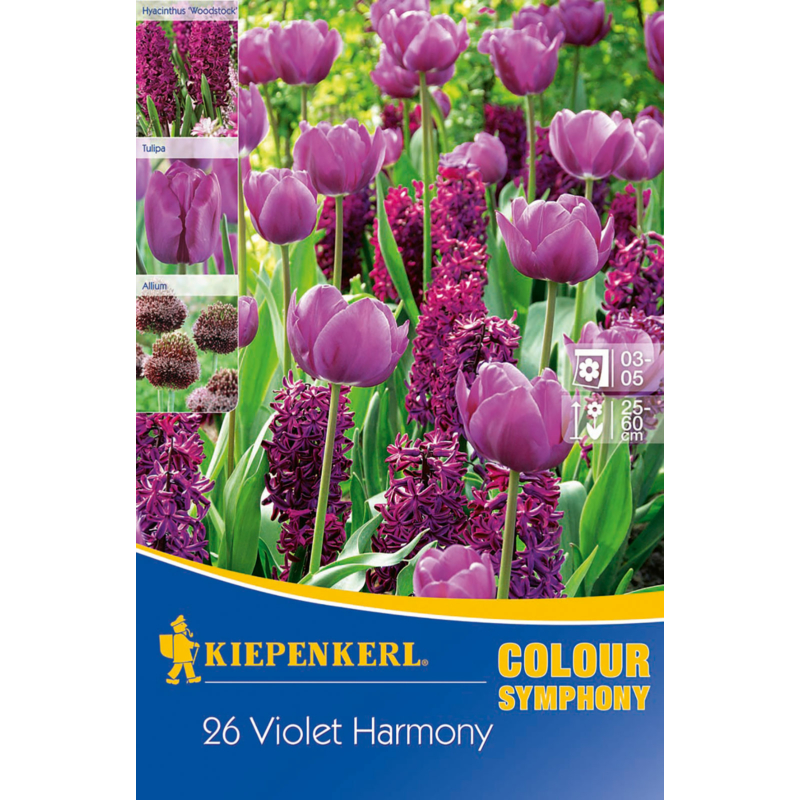kiepenkerl violet harmony lila virághagyma összeállítás