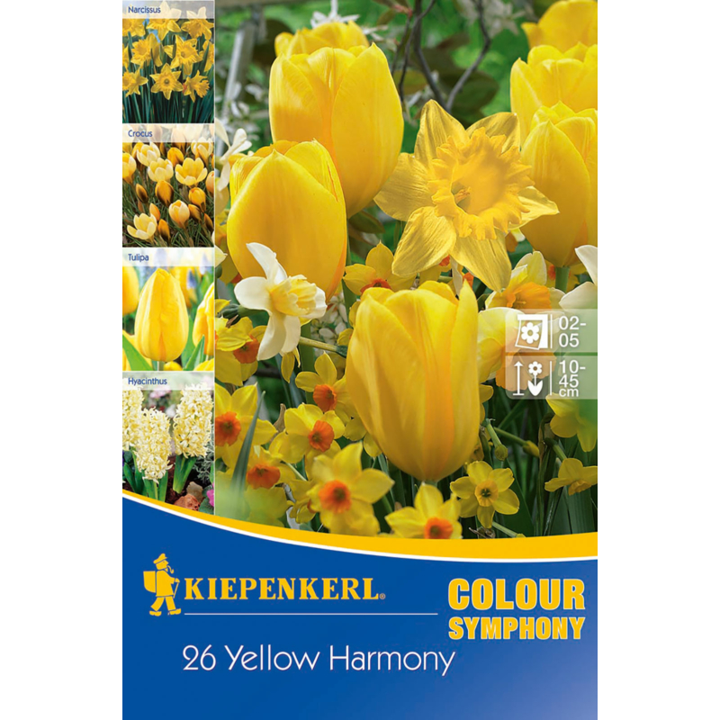 kiepenkerl yellow harmony sárga virághagyma összeállítás