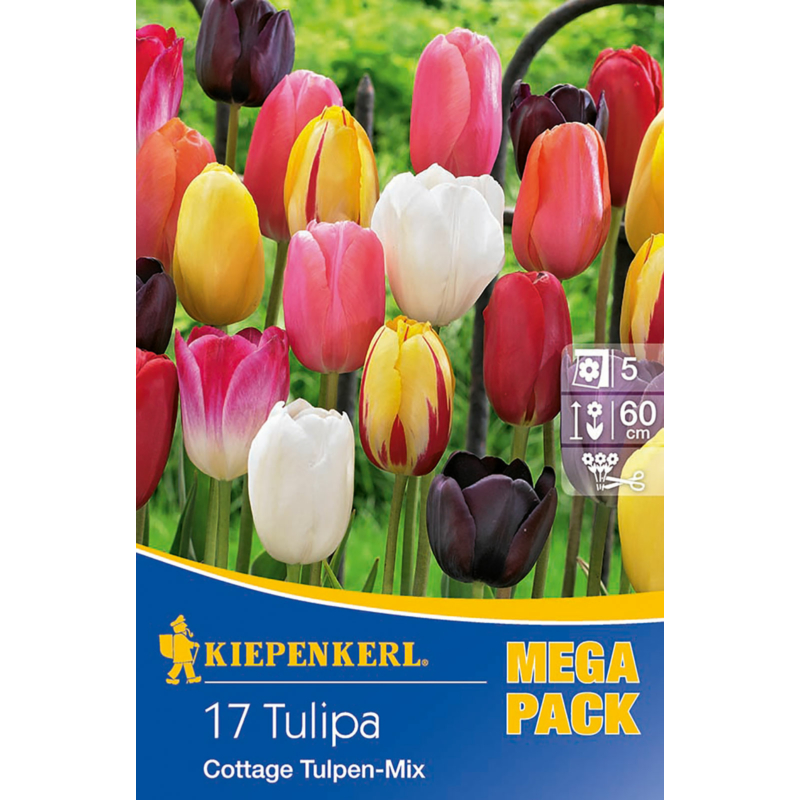 kiepenkerl cottage vegyes tulipán virághagymák Megapack