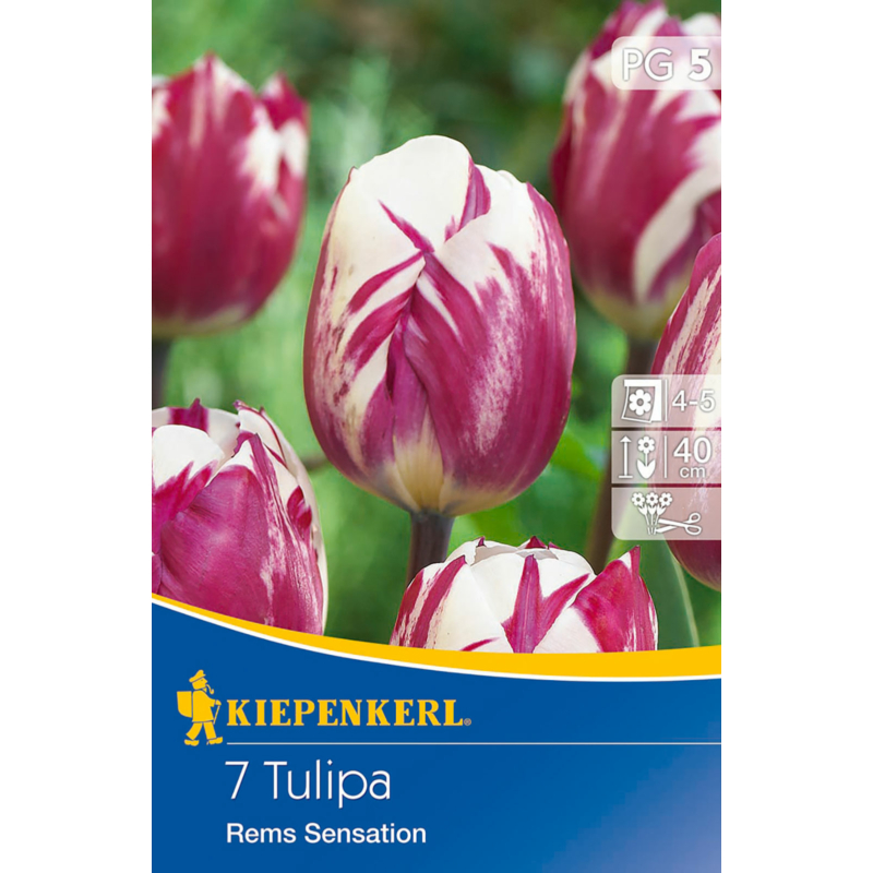 kiepenkerl rems sensation tulipán virághagymák