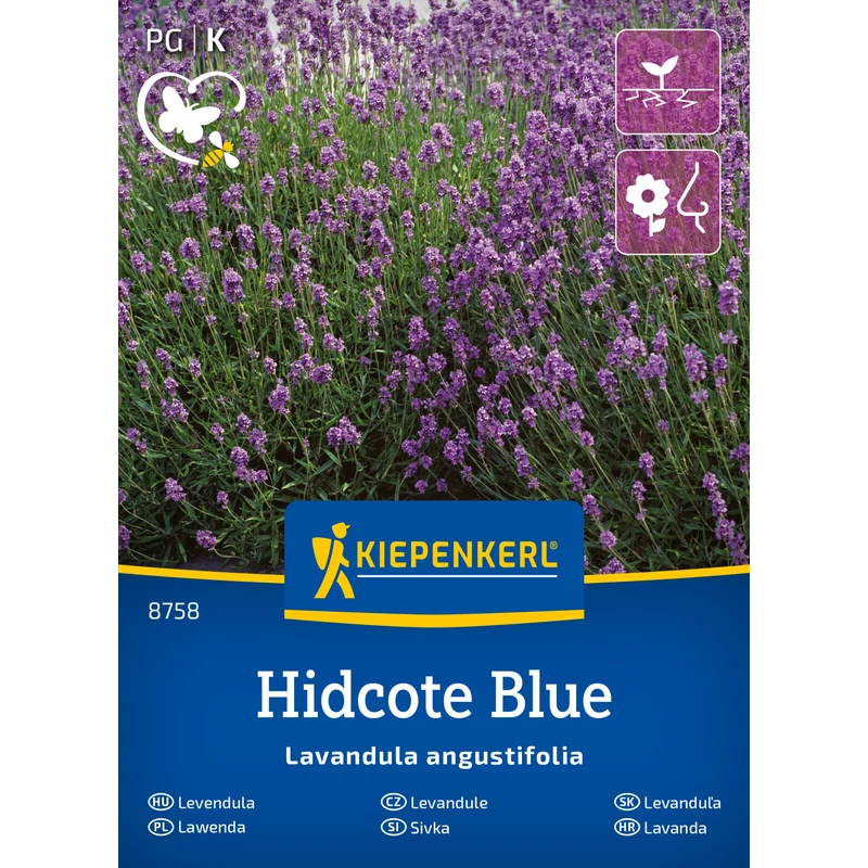 kiepenkerl hidcote blue strain levendula