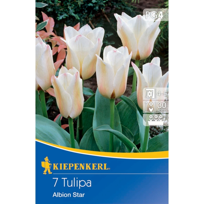 kiepenkerl albion star tulipán virághagymák