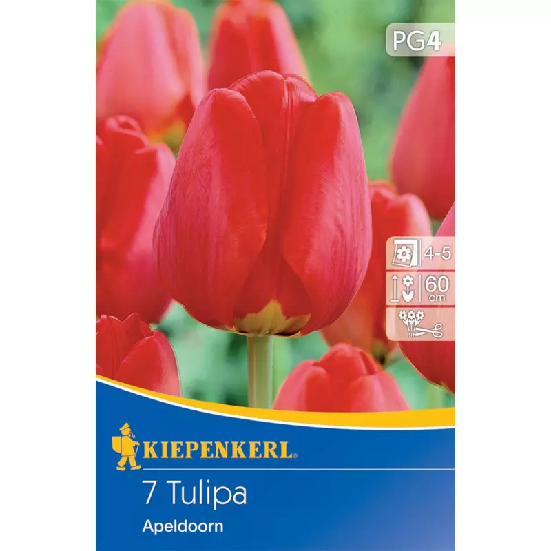 kiepenkerl apeldoorn tulipán virághagymák