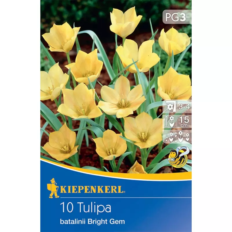 kiepenkerl batalinii bright gem botanikai tulipán virághagymák