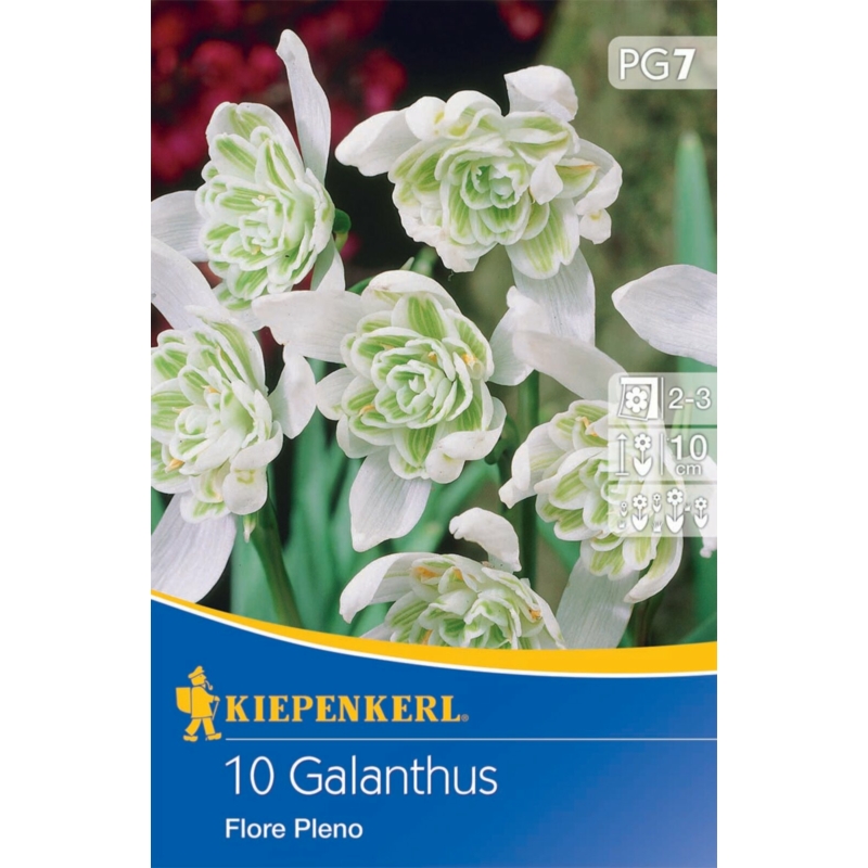 kiepenkerl galanthus flore pleno hóvirág virághagymák