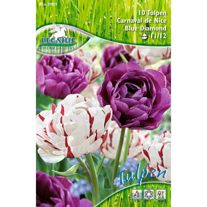 pegasus carnaval és blue diamond tulipán virághagymák