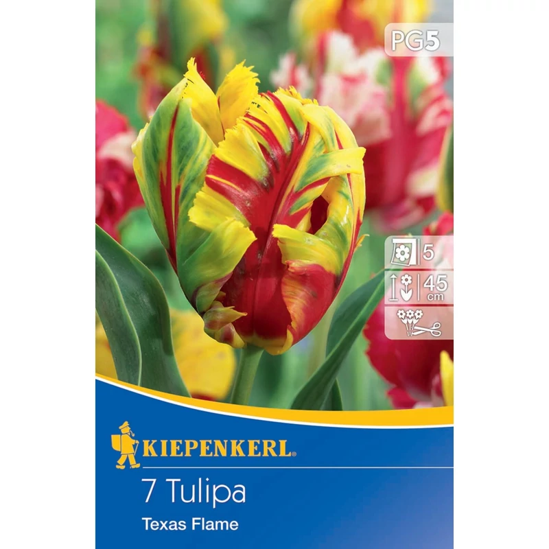 kiepenkerl texas flame papagáj tulipán virághagymák