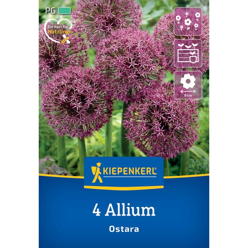 kiepenkerl allium ostara díszhagyma virághagymák