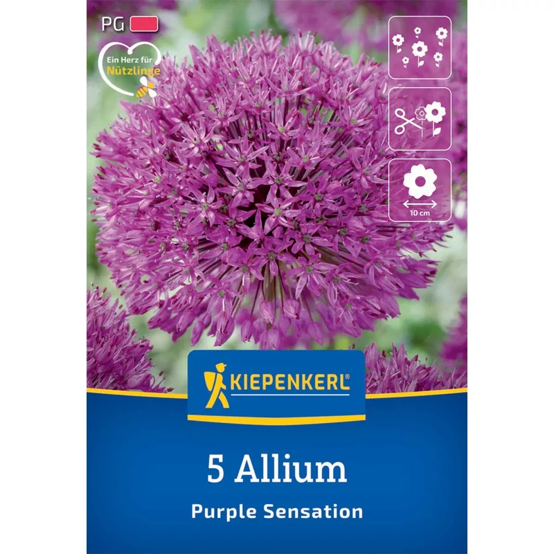 kiepenkerl díszhagyma virághagymák allium purple sensation