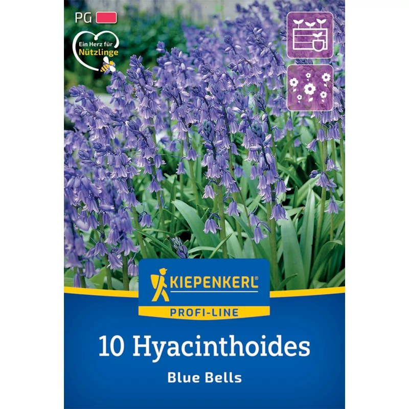 Kiepenkerl Blue Bell kékcsengő virághagymák