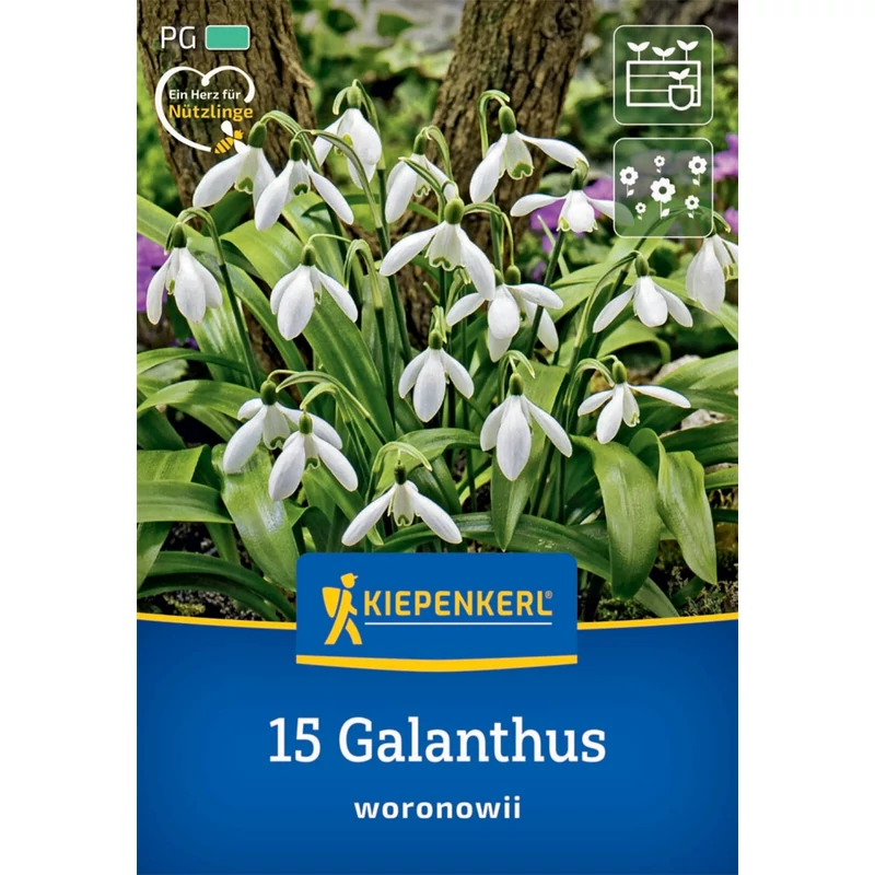 kiepenkerl Galanthus hóvirág virághagymák