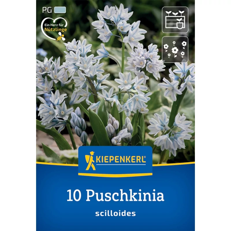 kiepenkerl csillagos puskin-virág virághagymák