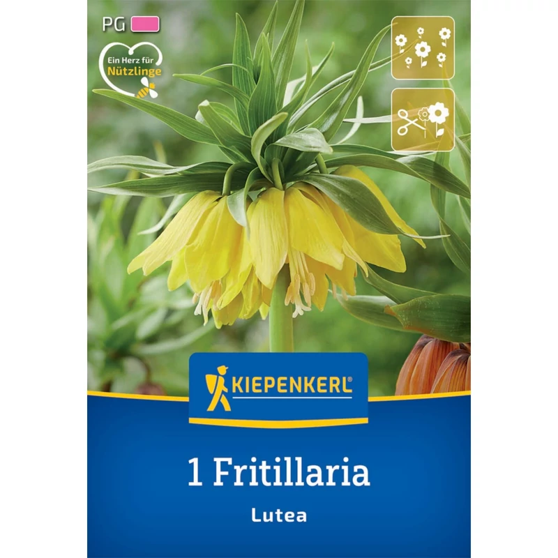 kiepenkerl fritillaria lutea császárkorona virághagyma