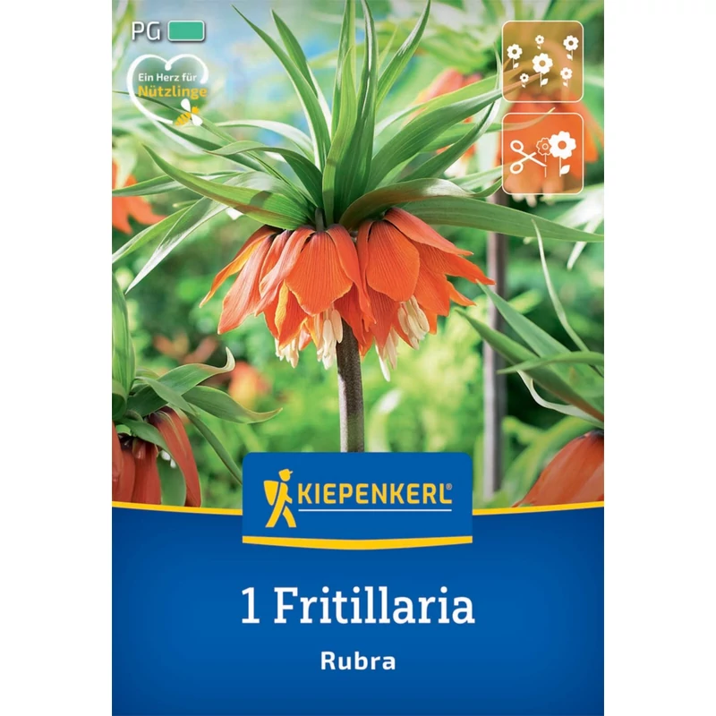 kiepenkerl császárkorona virághagyma fritillaria imperialis rubra