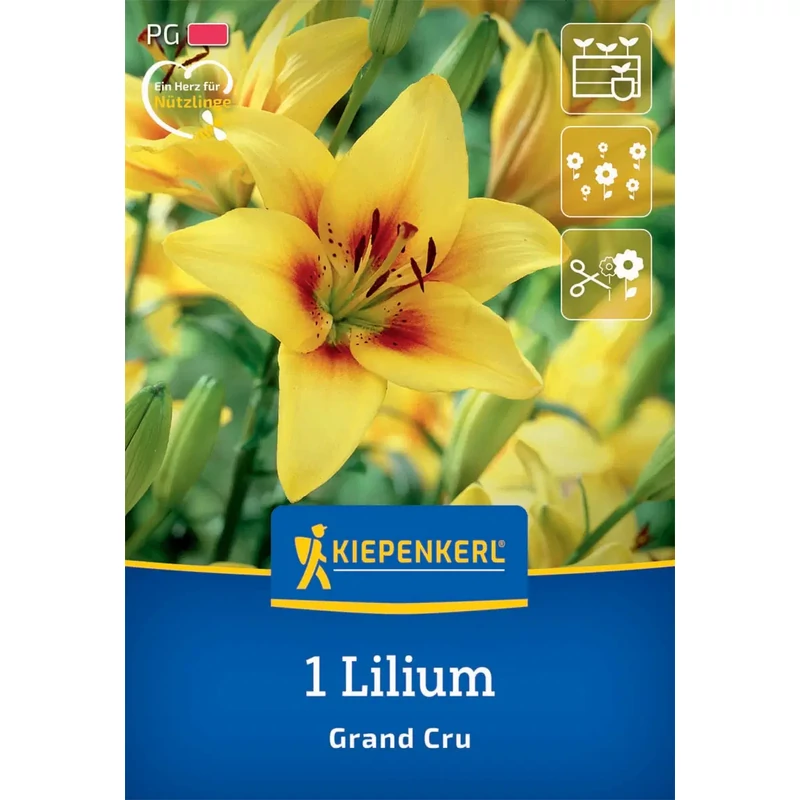 kiepenkerl grand cru ázsiai liliom virághagyma