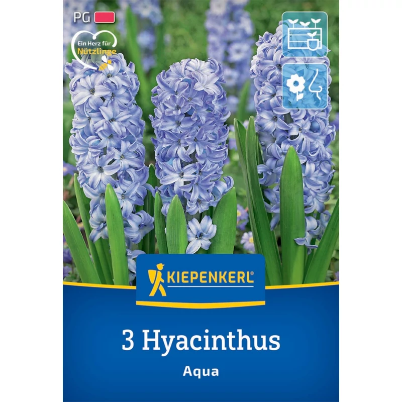 kiepenkerl aqua jácint virághagymák