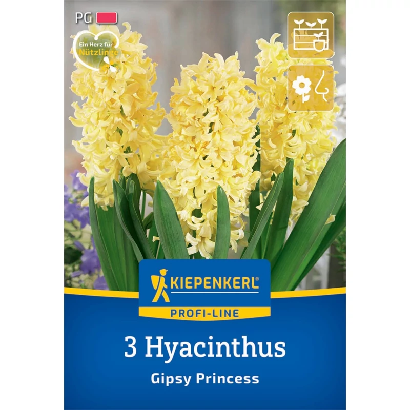 Kiepenkerl Gipsy Princess jácint virághagymák
