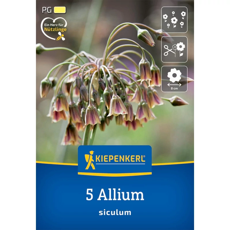 kiepenkerl allium siculum díszhagyma virághagymák