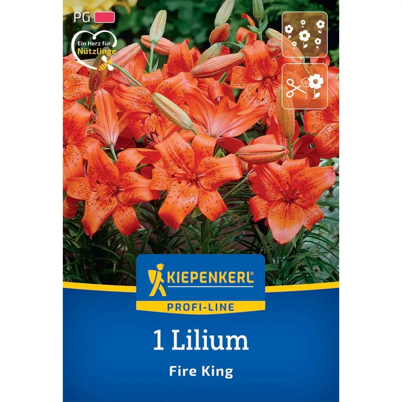 kiepenkerl fire king liliom virághagymák