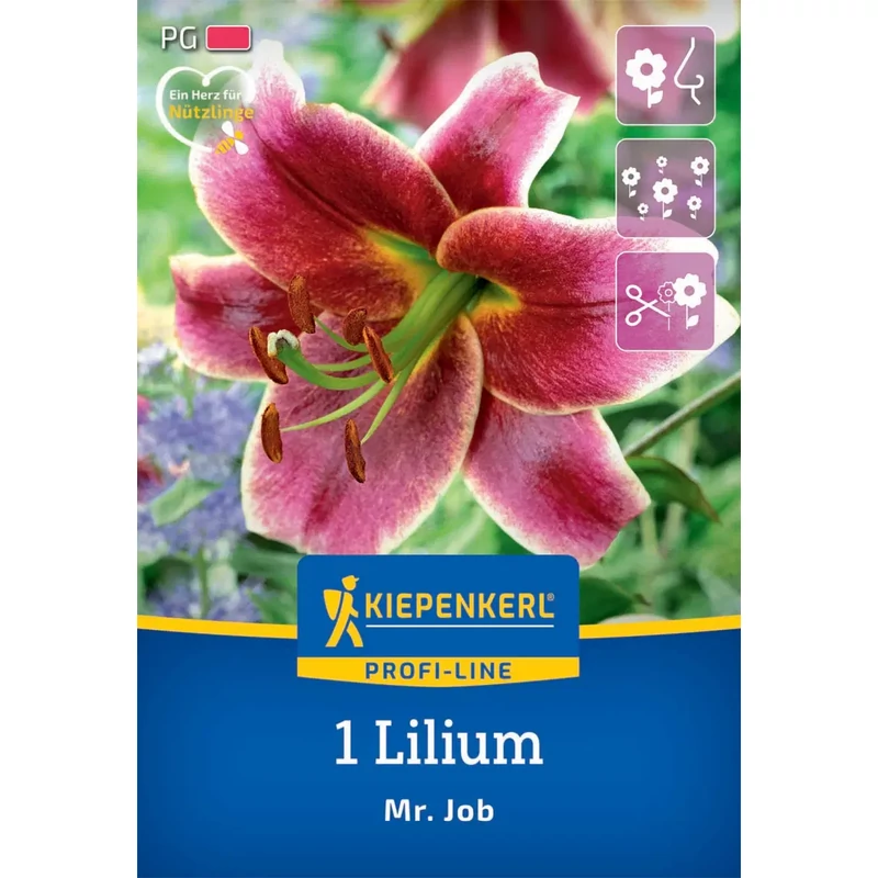 kiepenkerl mr. job liliom virághagymák