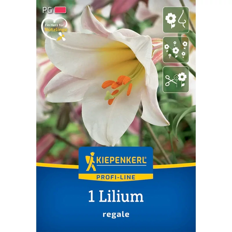 kiepenkerl regale liliom virághagymák