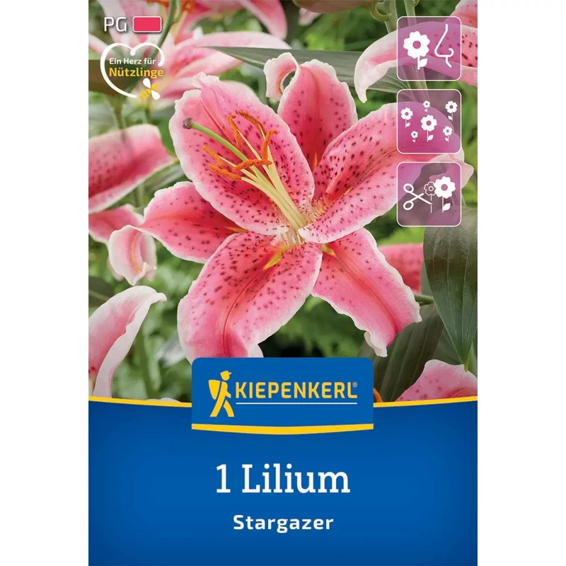 kiepenkerl stargazer liliom virághagyma