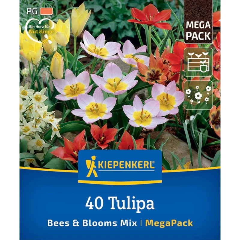 kiepenkerl botanikai tulipán virághagyma összeállítás