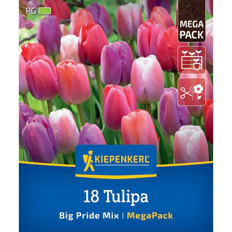 kiepenkerl big pride mix vegyes tulipán virághagymák megapack