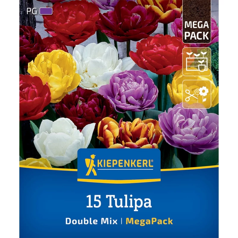 kiepenkerl teltvirágú tulipán színkeverék mega pack
