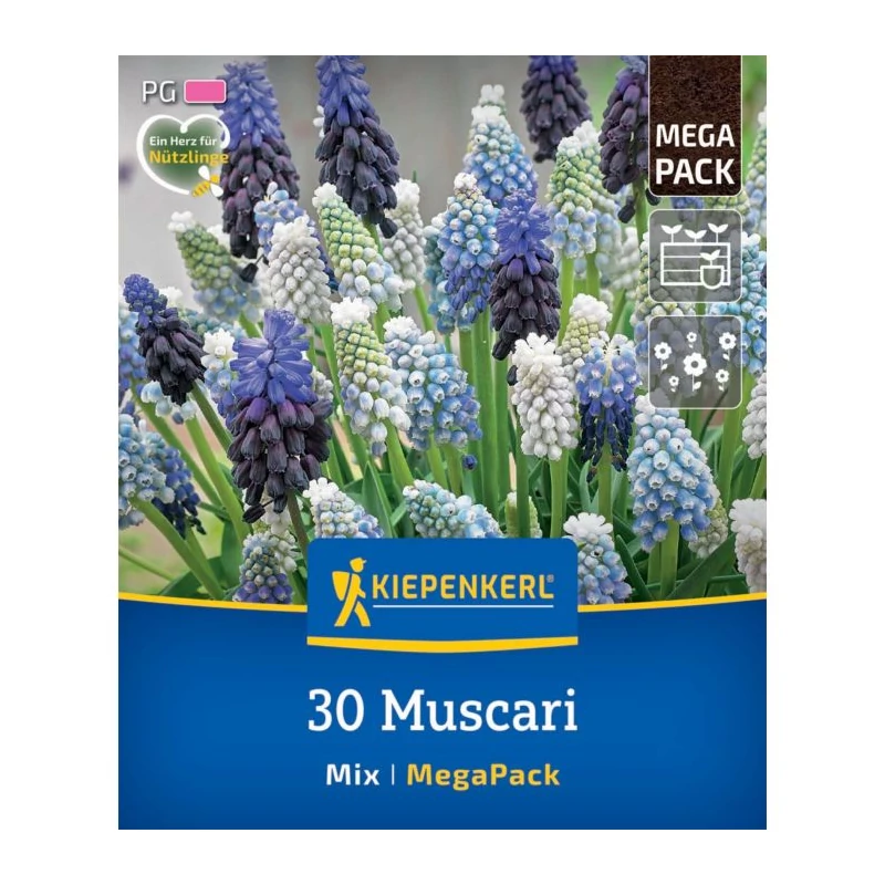 kiepenkerl muscari traubenhyazinthen-mix gyöngyike virághagymák mega pack