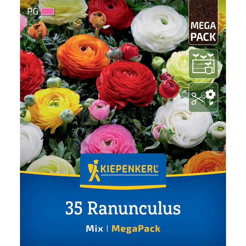 kiepenkerl ázsiai boglárka virághagyma megapack