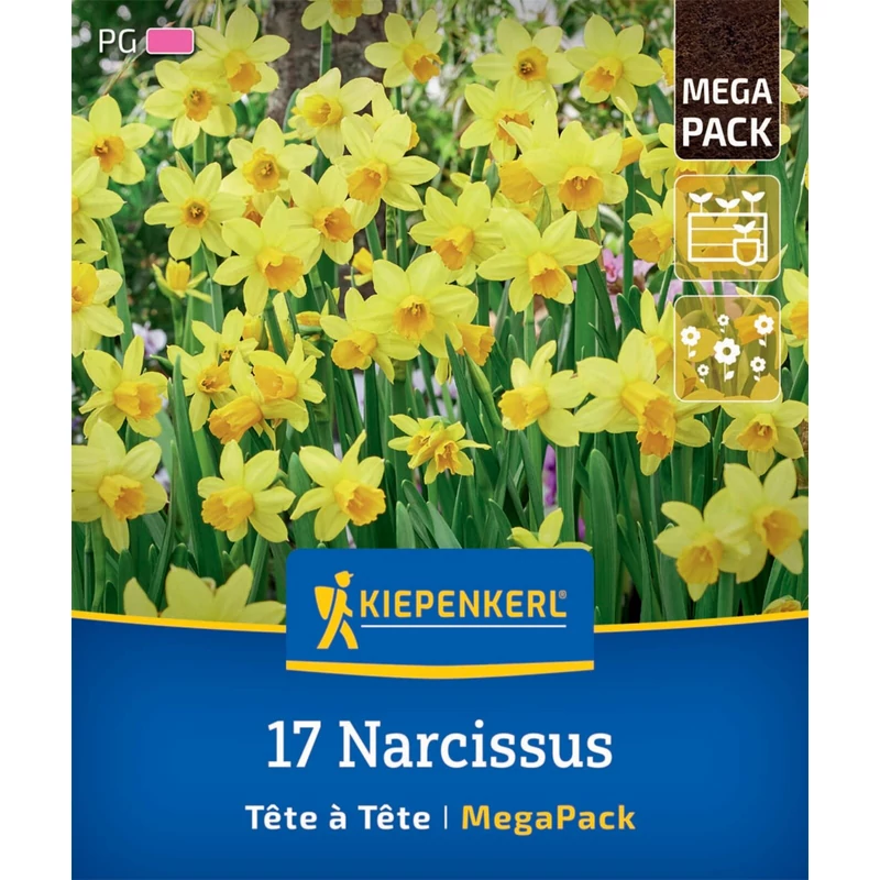Kiepenkerl Tete a Tete botanikai nárcisz virághagymák mega pack