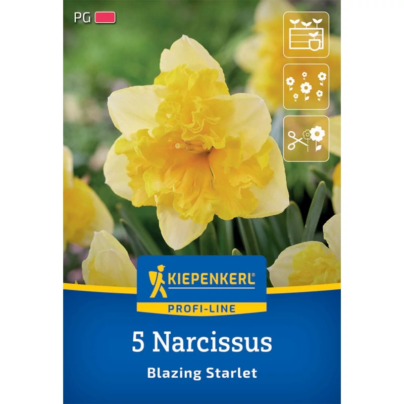 Kiepenkerl Blazing Starlet nárcisz virághagymák