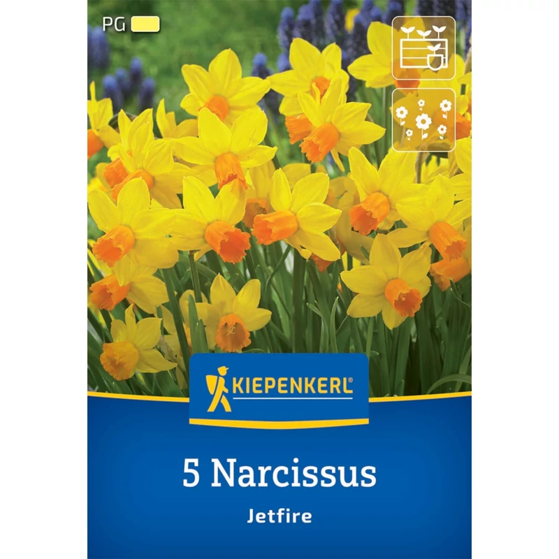 kiepenkerl narcissus jetfire nárcisz virághagymák