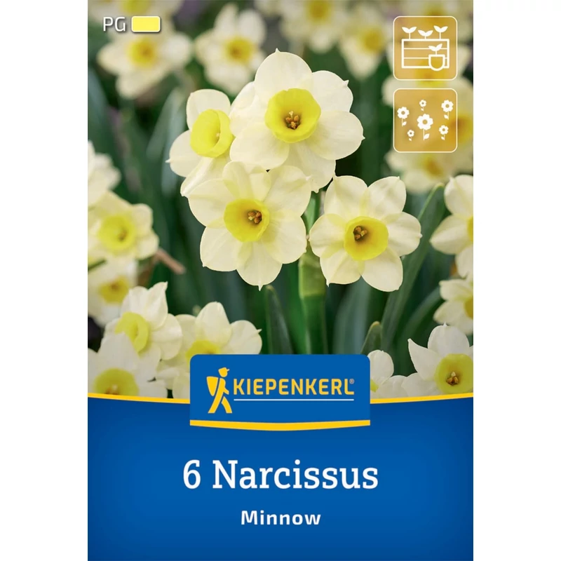 kiepenkerl narcissus minnow botanikai nárcisz virághagymák