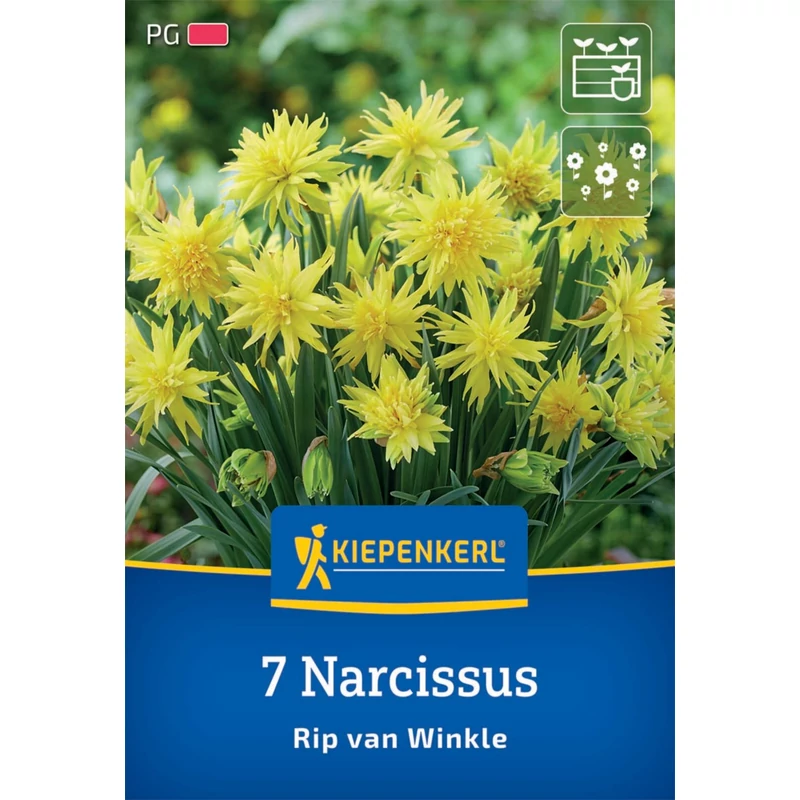 Kiepenkerl Rip van Winkle botanikai nárcisz virághagymák