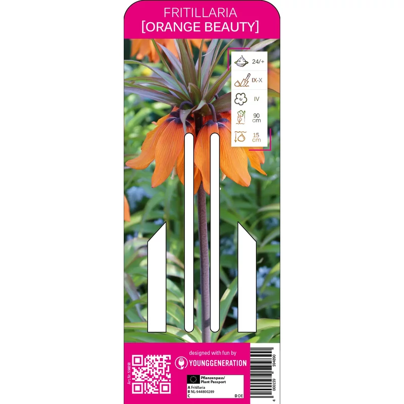 kiepenkerl orange beauty young generation császárkorona virághagyma