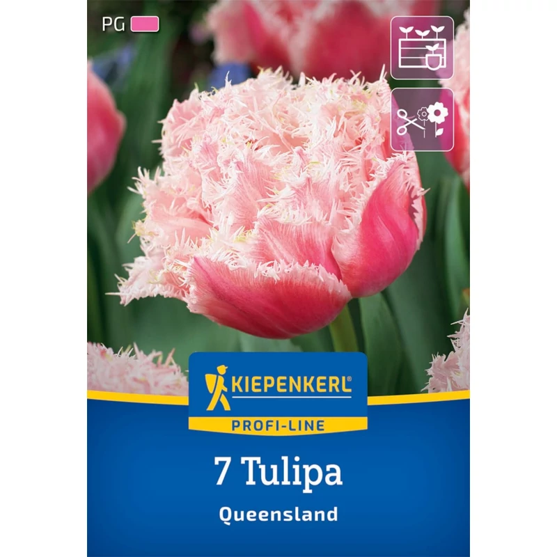 Kiepenkerl Queensland tulipán virághagymák