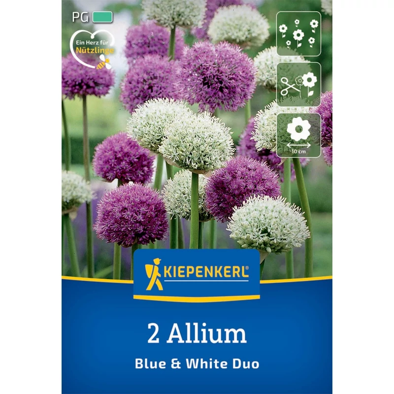 kiepenkerl allium blau und weiss díszhagyma virághagymák