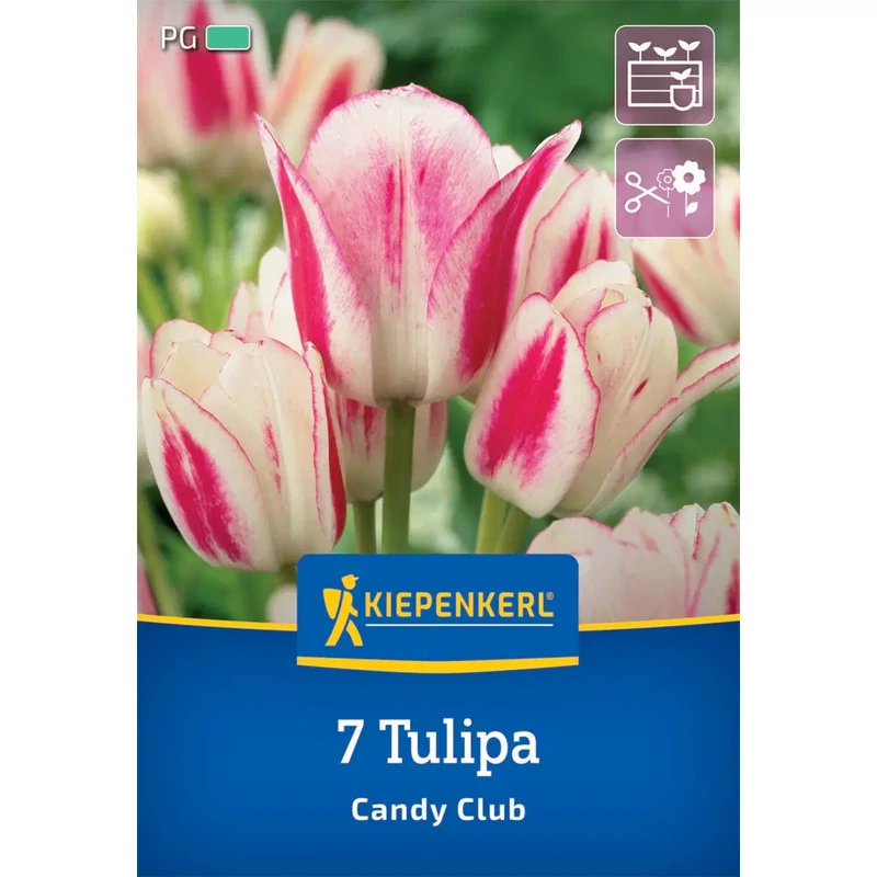 kiepenkerl candy club csokros tulipán virághagymák