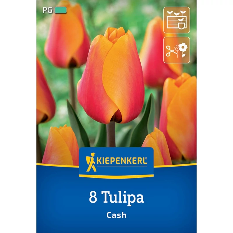 kiepenkerl cash tulipán virághagymák