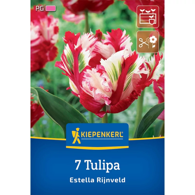 kiepenkerl estella rijnveld papagáj tulipán virághagymák